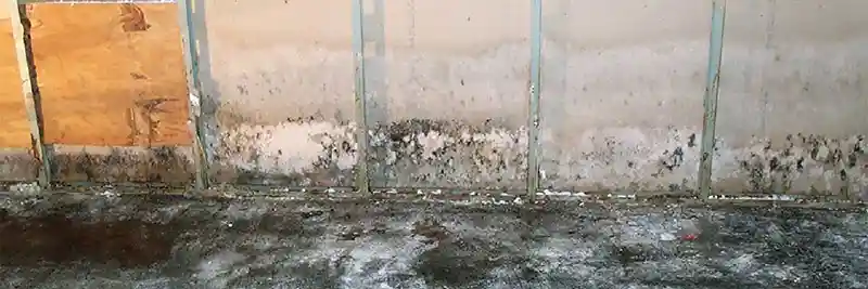 mold on wall